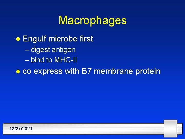 Macrophages l Engulf microbe first – digest antigen – bind to MHC-II l co