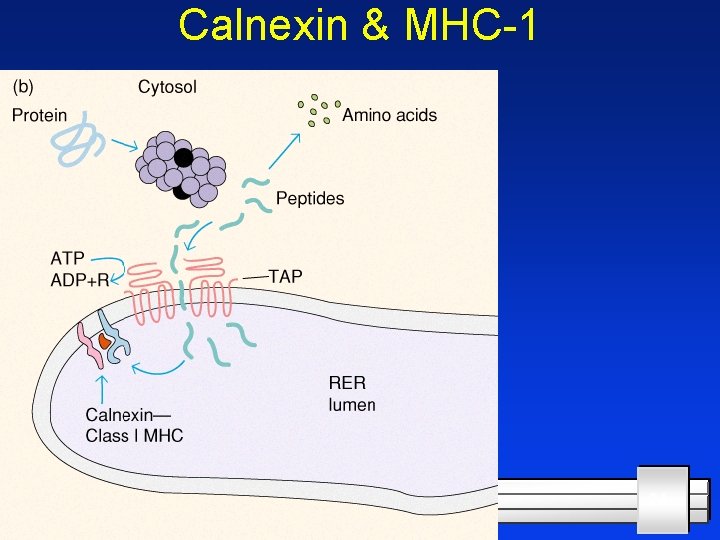 Calnexin & MHC-1 12/27/2021 24 