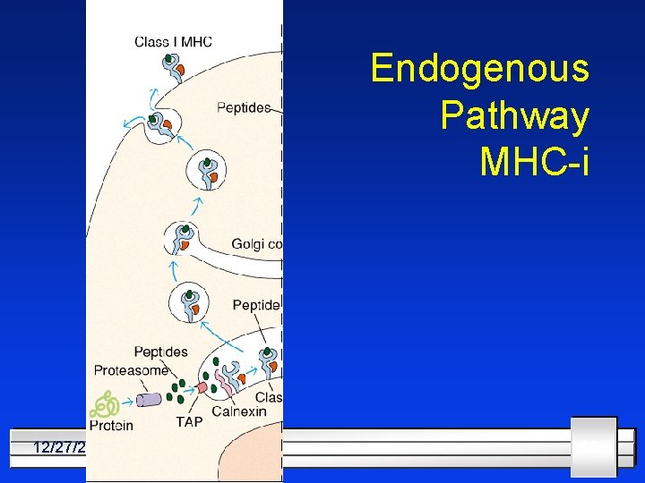 Endogenous Pathway MHC-i 12/27/2021 26 