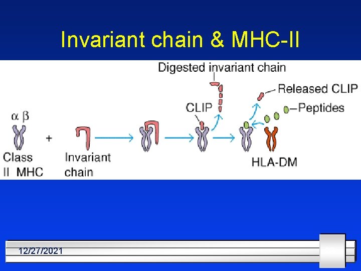 Invariant chain & MHC-II 12/27/2021 29 