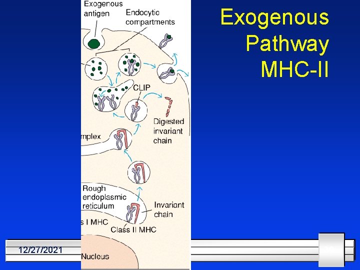 Exogenous Pathway MHC-II 12/27/2021 30 