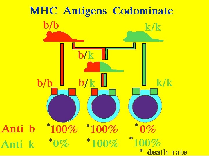 MHC antigens codominate 12/27/2021 5 53 