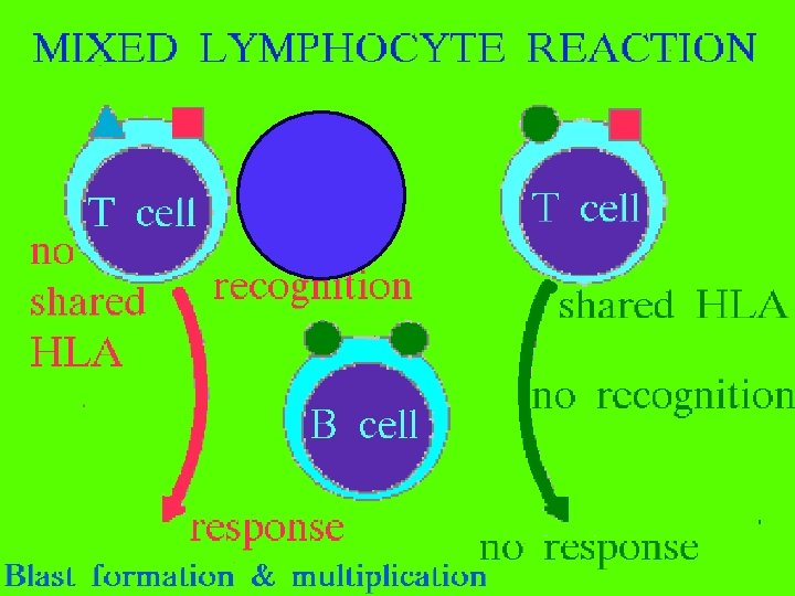 Mixed Lymphocyte Reaction 12/27/2021 6 38 