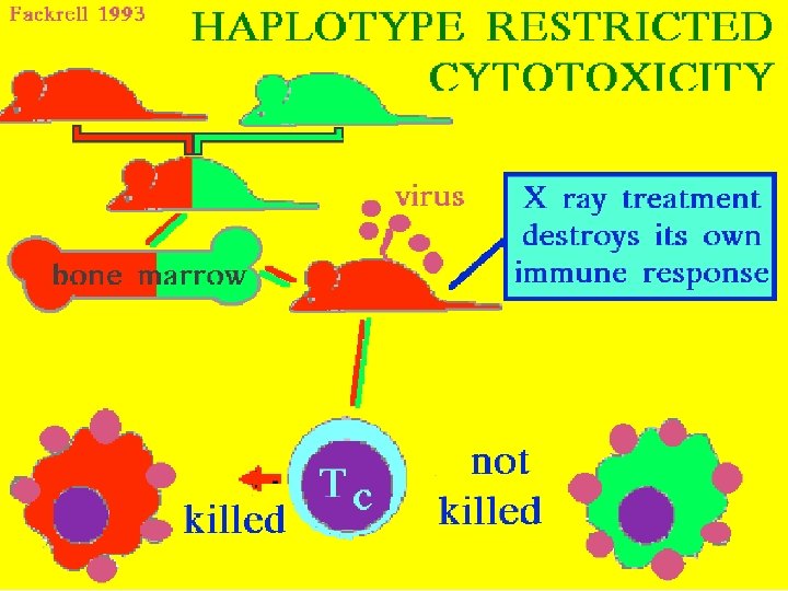 Haplotype Restricted Cytotoxicity 12/27/2021 8 56 