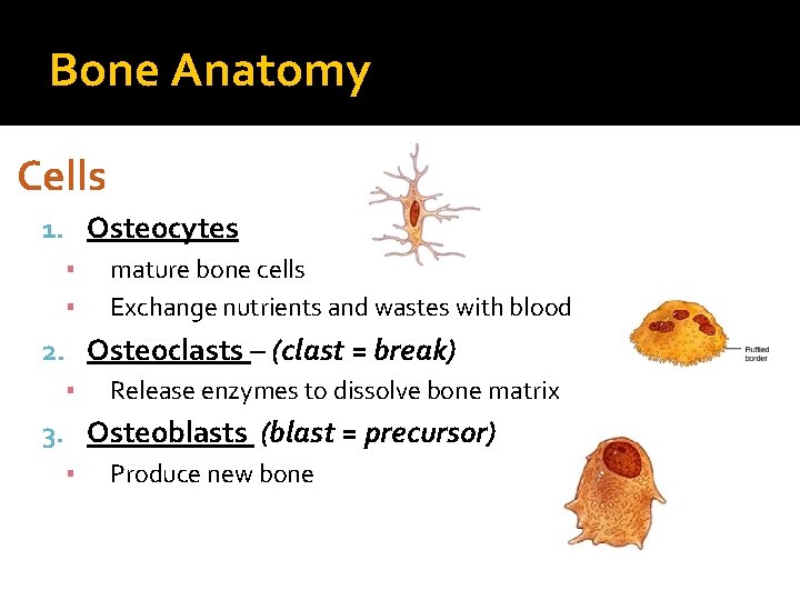 Bone Anatomy Cells 1. Osteocytes ▪ mature bone cells ▪ Exchange nutrients and wastes