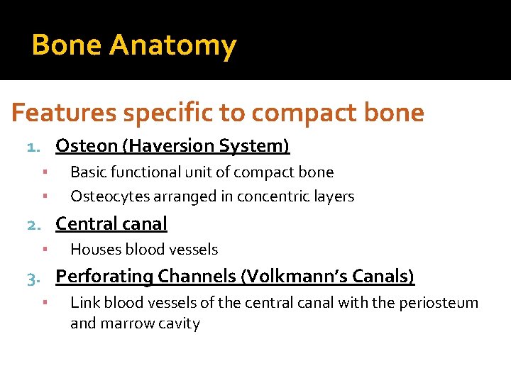Bone Anatomy Features specific to compact bone 1. Osteon (Haversion System) ▪ Basic functional