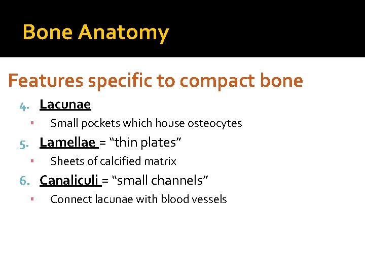 Bone Anatomy Features specific to compact bone 4. Lacunae ▪ Small pockets which house