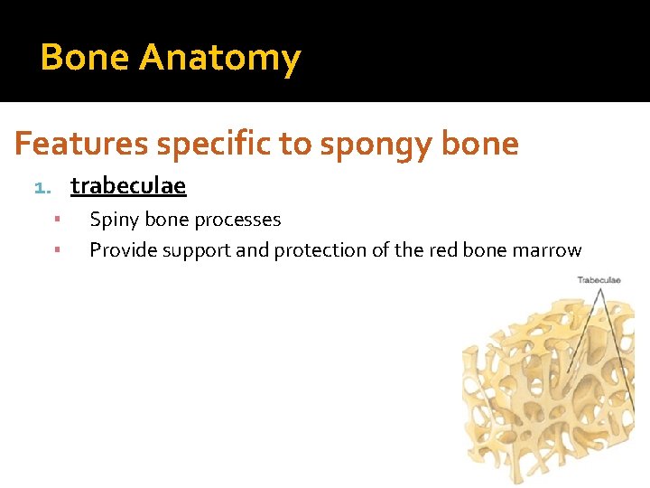 Bone Anatomy Features specific to spongy bone 1. trabeculae ▪ Spiny bone processes ▪