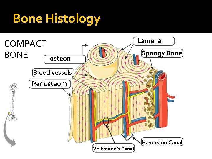Bone Histology COMPACT BONE Lamella Spongy Bone osteon Blood vessels Periosteum Volkmann’s Canal Haversion
