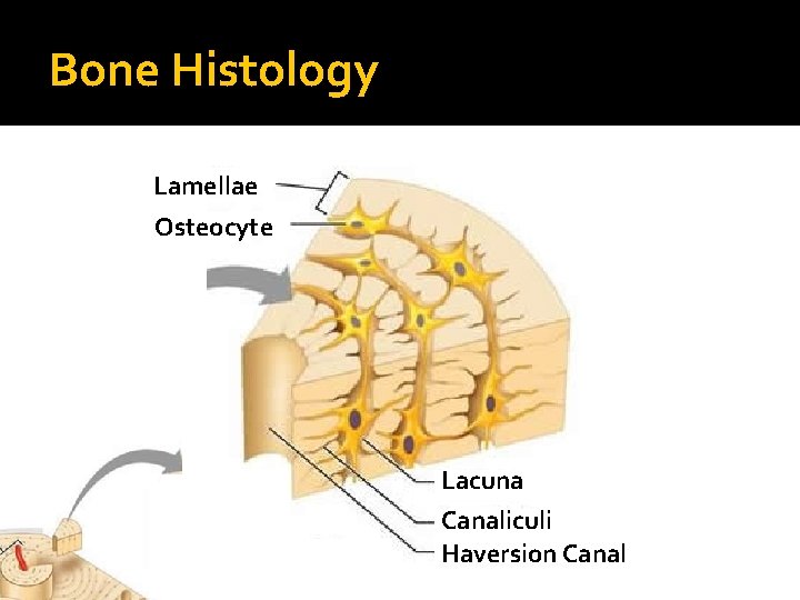 Bone Histology Lamellae Osteocyte Lacuna Canaliculi Haversion Canal 
