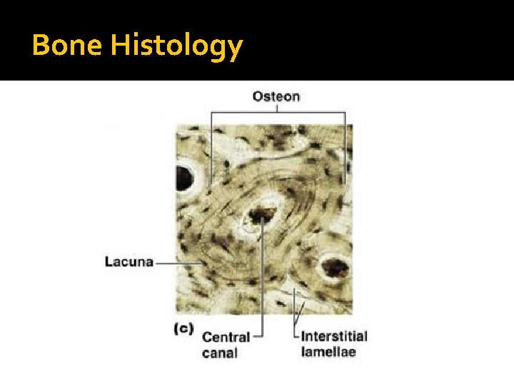 Bone Histology 