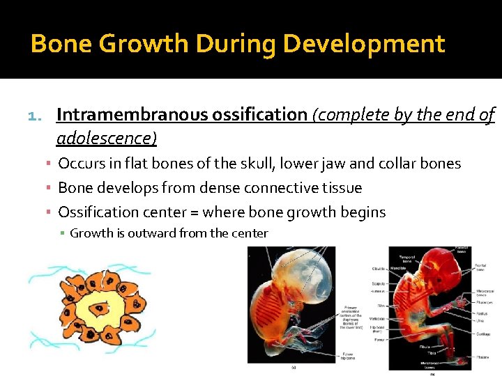 Bone Growth During Development 1. Intramembranous ossification (complete by the end of adolescence) ▪