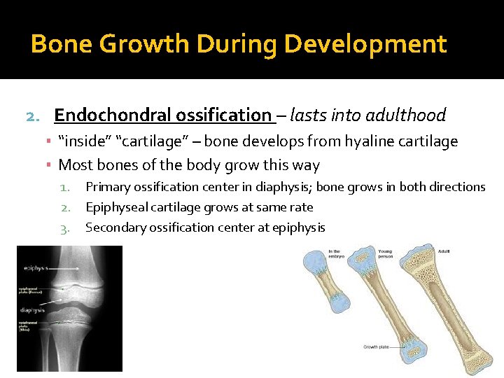 Bone Growth During Development 2. Endochondral ossification – lasts into adulthood ▪ “inside” “cartilage”