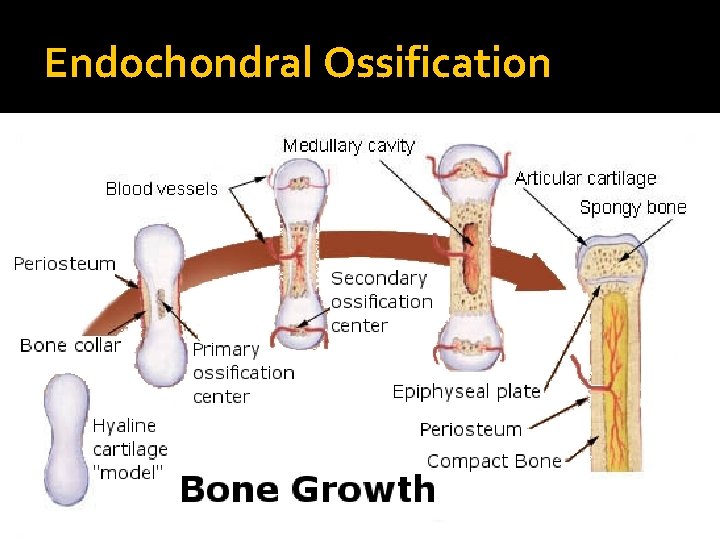 Endochondral Ossification 
