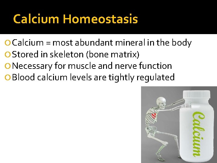 Calcium Homeostasis Calcium = most abundant mineral in the body Stored in skeleton (bone
