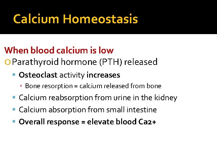 Calcium Homeostasis When blood calcium is low Parathyroid hormone (PTH) released Osteoclast activity increases