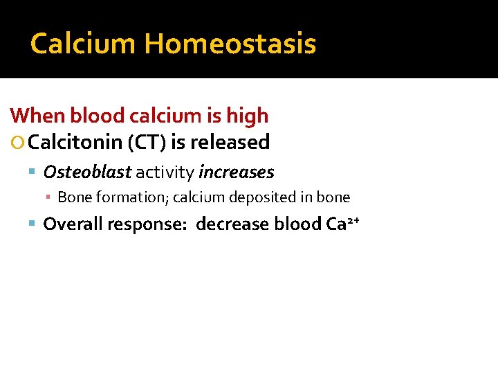 Calcium Homeostasis When blood calcium is high Calcitonin (CT) is released Osteoblast activity increases