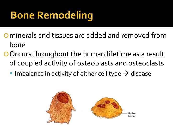 Bone Remodeling minerals and tissues are added and removed from bone Occurs throughout the