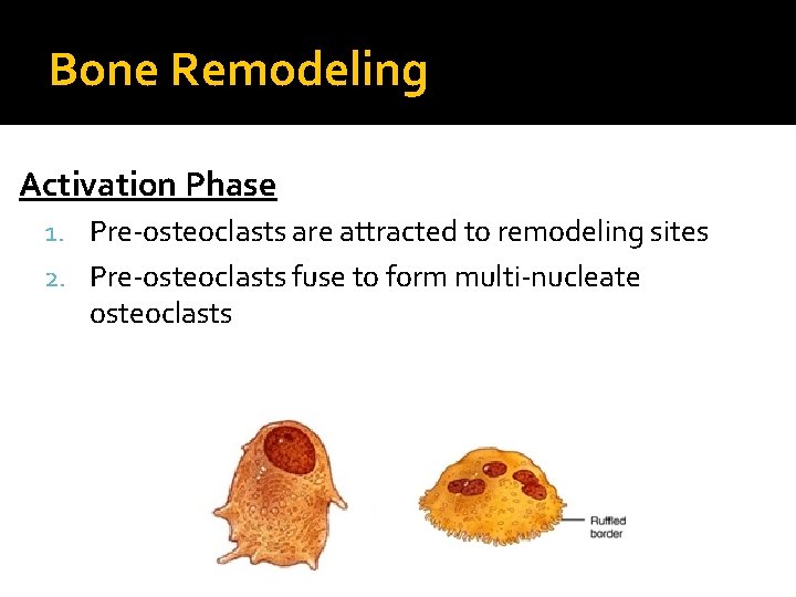 Bone Remodeling Activation Phase 1. Pre-osteoclasts are attracted to remodeling sites 2. Pre-osteoclasts fuse