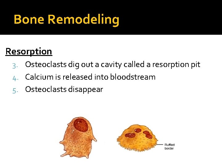 Bone Remodeling Resorption 3. Osteoclasts dig out a cavity called a resorption pit 4.