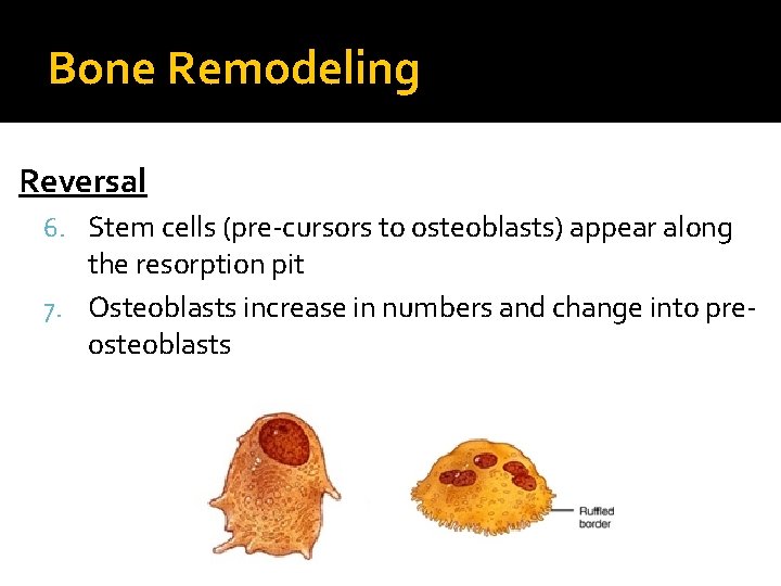 Bone Remodeling Reversal 6. Stem cells (pre-cursors to osteoblasts) appear along the resorption pit