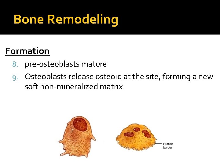 Bone Remodeling Formation 8. pre-osteoblasts mature 9. Osteoblasts release osteoid at the site, forming