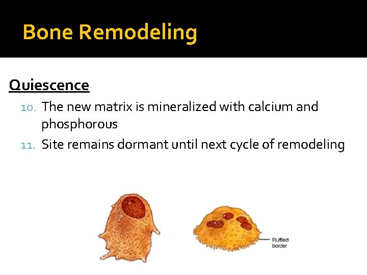 Bone Remodeling Quiescence 10. The new matrix is mineralized with calcium and phosphorous 11.