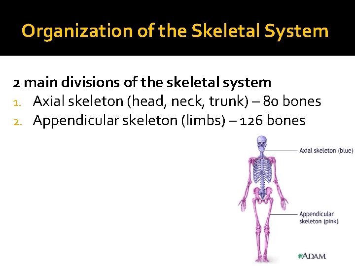 Organization of the Skeletal System 2 main divisions of the skeletal system 1. Axial