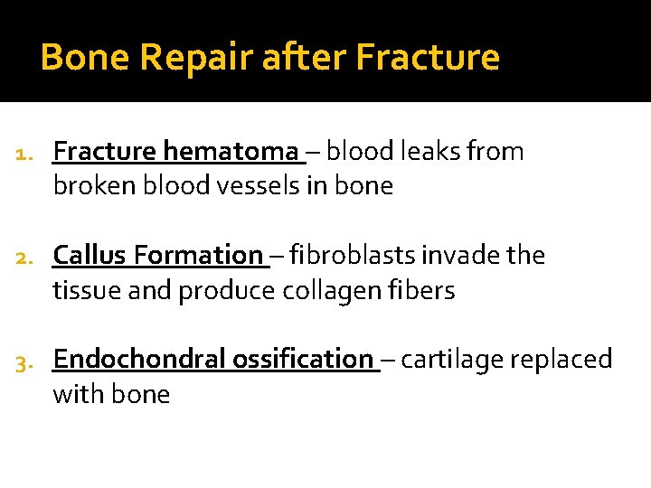 Bone Repair after Fracture 1. Fracture hematoma – blood leaks from broken blood vessels