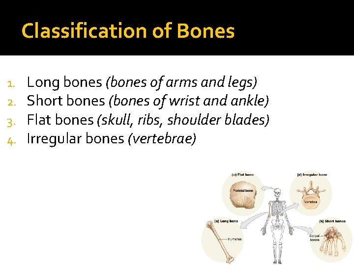 Classification of Bones 1. 2. 3. 4. Long bones (bones of arms and legs)