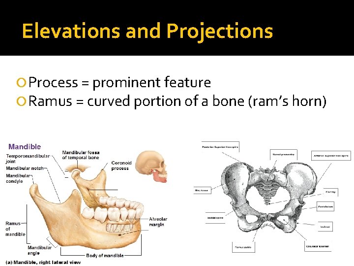 Elevations and Projections Process = prominent feature Ramus = curved portion of a bone