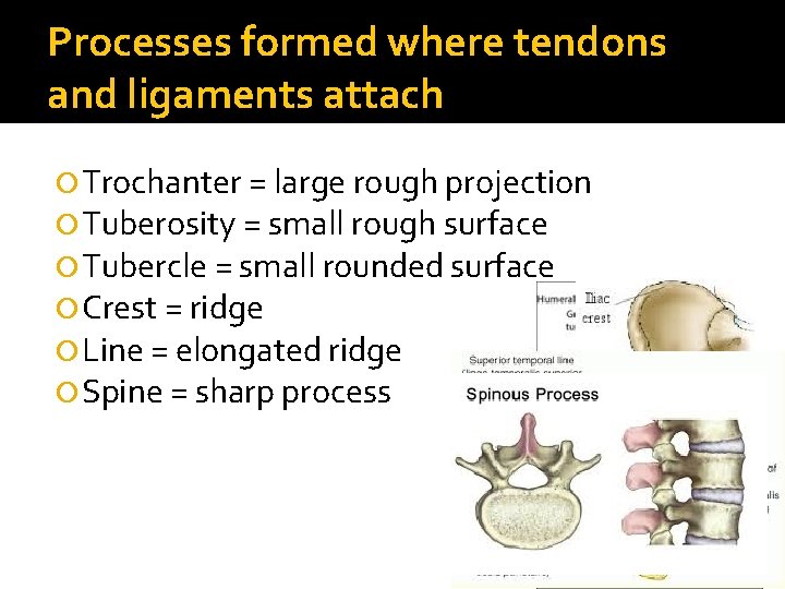 Processes formed where tendons and ligaments attach Trochanter = large rough projection Tuberosity =
