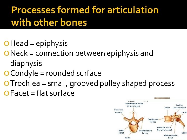 Processes formed for articulation with other bones Head = epiphysis Neck = connection between