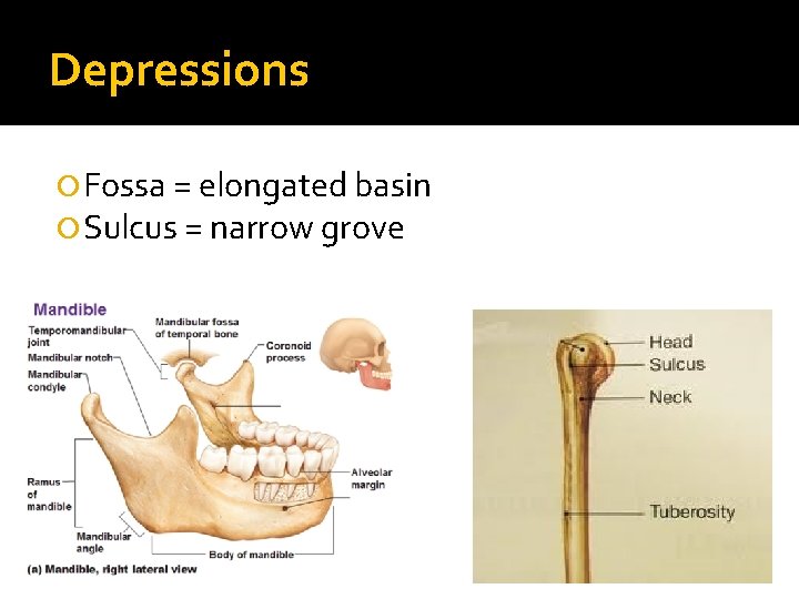Depressions Fossa = elongated basin Sulcus = narrow grove 