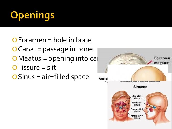 Openings Foramen = hole in bone Canal = passage in bone Meatus = opening