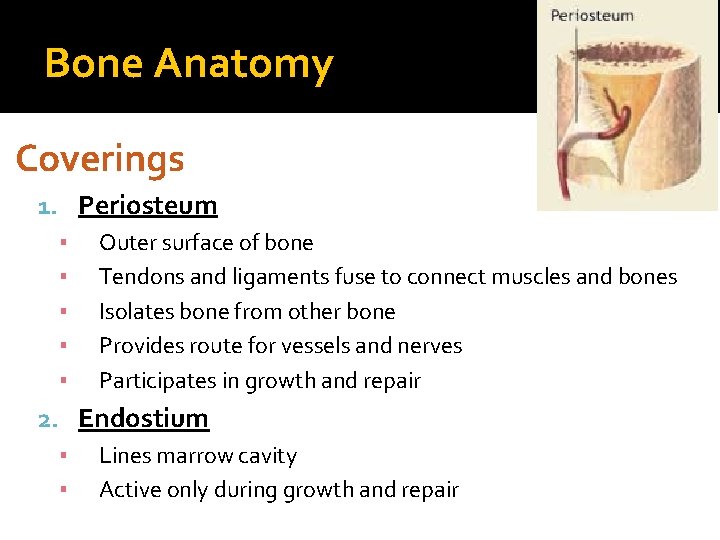 Bone Anatomy Coverings 1. Periosteum ▪ Outer surface of bone ▪ Tendons and ligaments