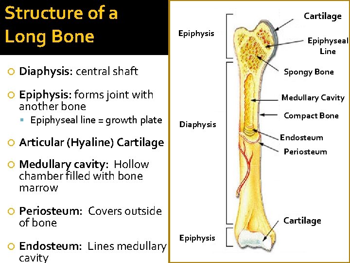 Structure of a Long Bone Cartilage Epiphysis Epiphyseal Line Diaphysis: central shaft Spongy Bone