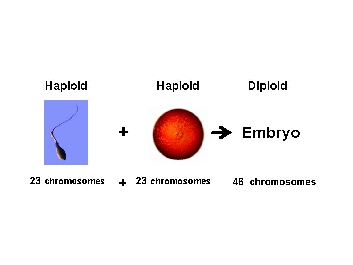 Haploid + 23 chromosomes + Diploid Embryo 23 chromosomes 46 chromosomes 