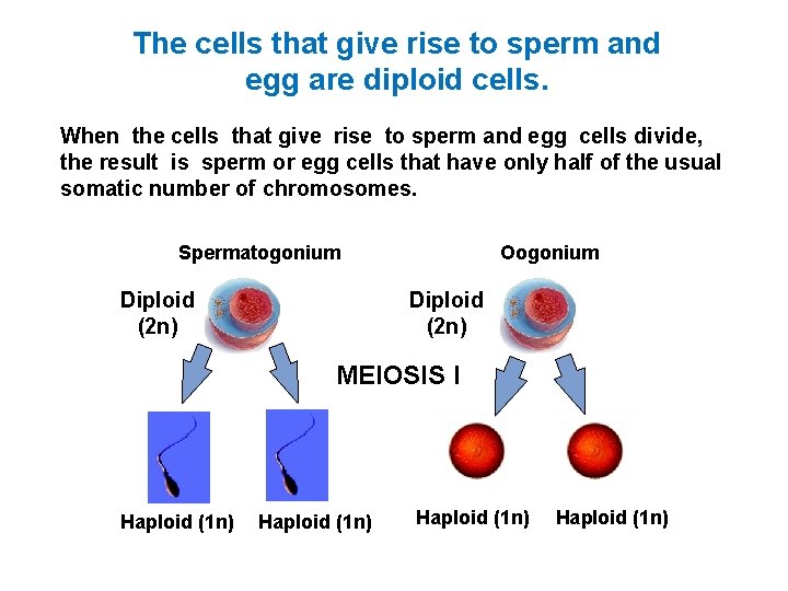 The cells that give rise to sperm and egg are diploid cells. When the