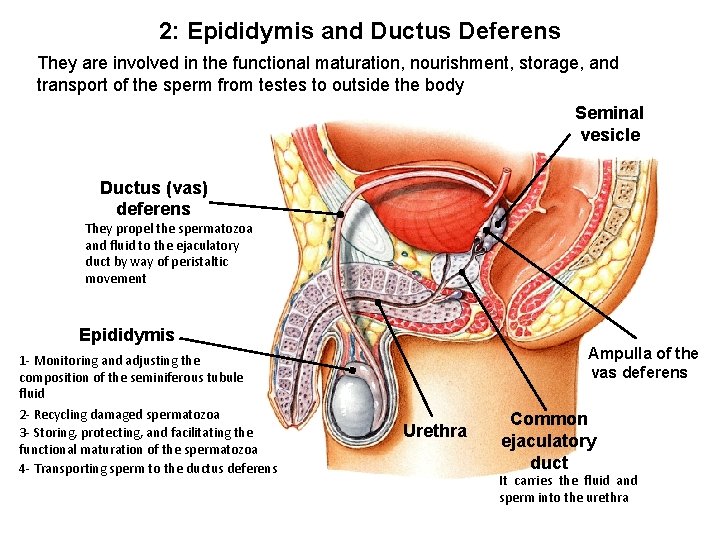 2: Epididymis and Ductus Deferens They are involved in the functional maturation, nourishment, storage,