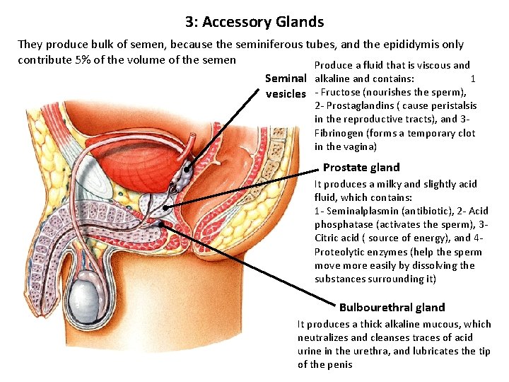 3: Accessory Glands They produce bulk of semen, because the seminiferous tubes, and the