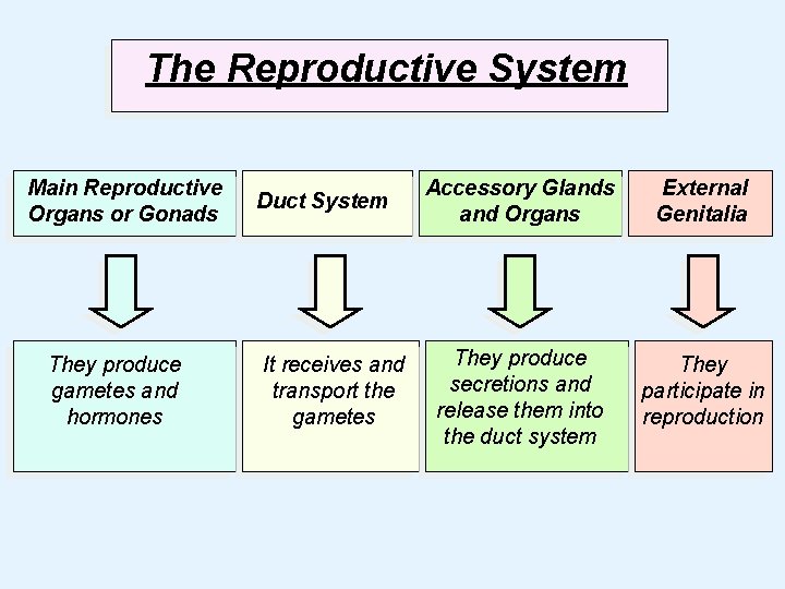 The Reproductive System Main Reproductive Organs or Gonads They produce gametes and hormones Duct