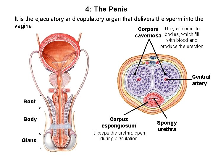 4: The Penis It is the ejaculatory and copulatory organ that delivers the sperm