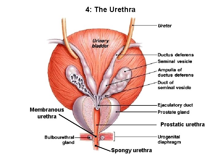 4: The Urethra Membranous urethra Prostatic urethra Spongy urethra 