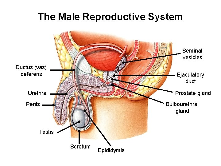 The Male Reproductive System Seminal vesicles Ductus (vas) deferens Ejaculatory duct Urethra Prostate gland