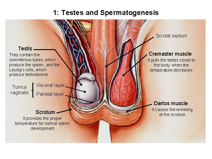 1: Testes and Spermatogenesis Scrotal septum Testis They contain the somniferous tubes, which produce