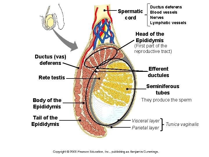 Spermatic cord Ductus deferens Blood vessels Nerves Lymphatic vessels Head of the Epididymis Ductus
