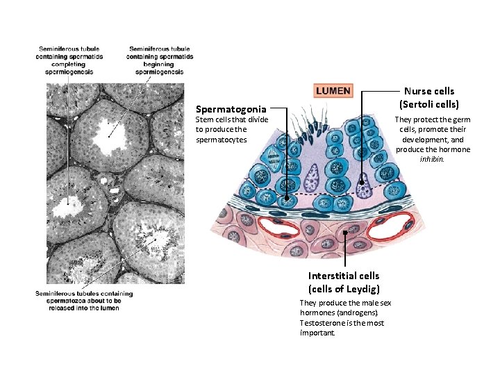 Nurse cells (Sertoli cells) Spermatogonia Stem cells that divide to produce the spermatocytes. They