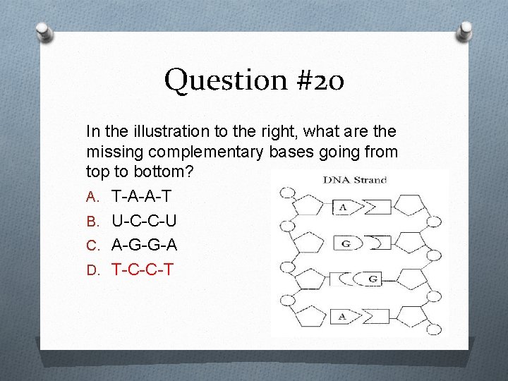 Question #20 In the illustration to the right, what are the missing complementary bases