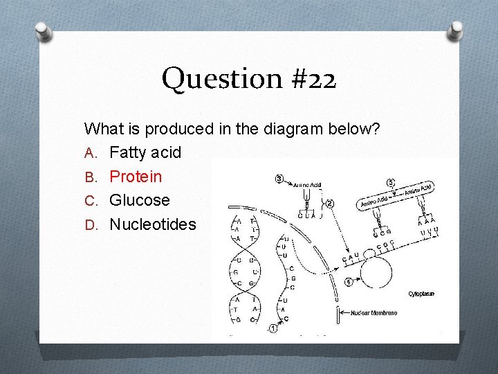 Question #22 What is produced in the diagram below? A. Fatty acid B. Protein